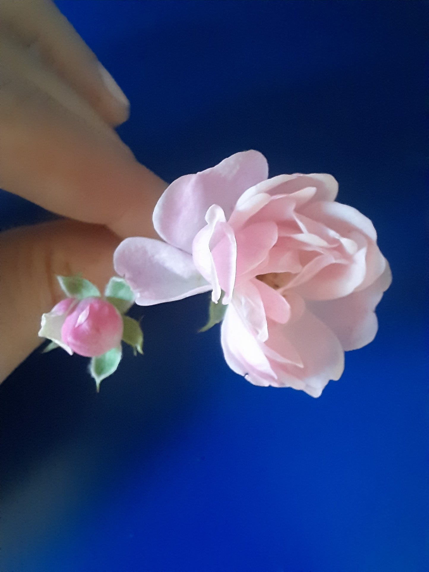 Art Clay Workshop Altona